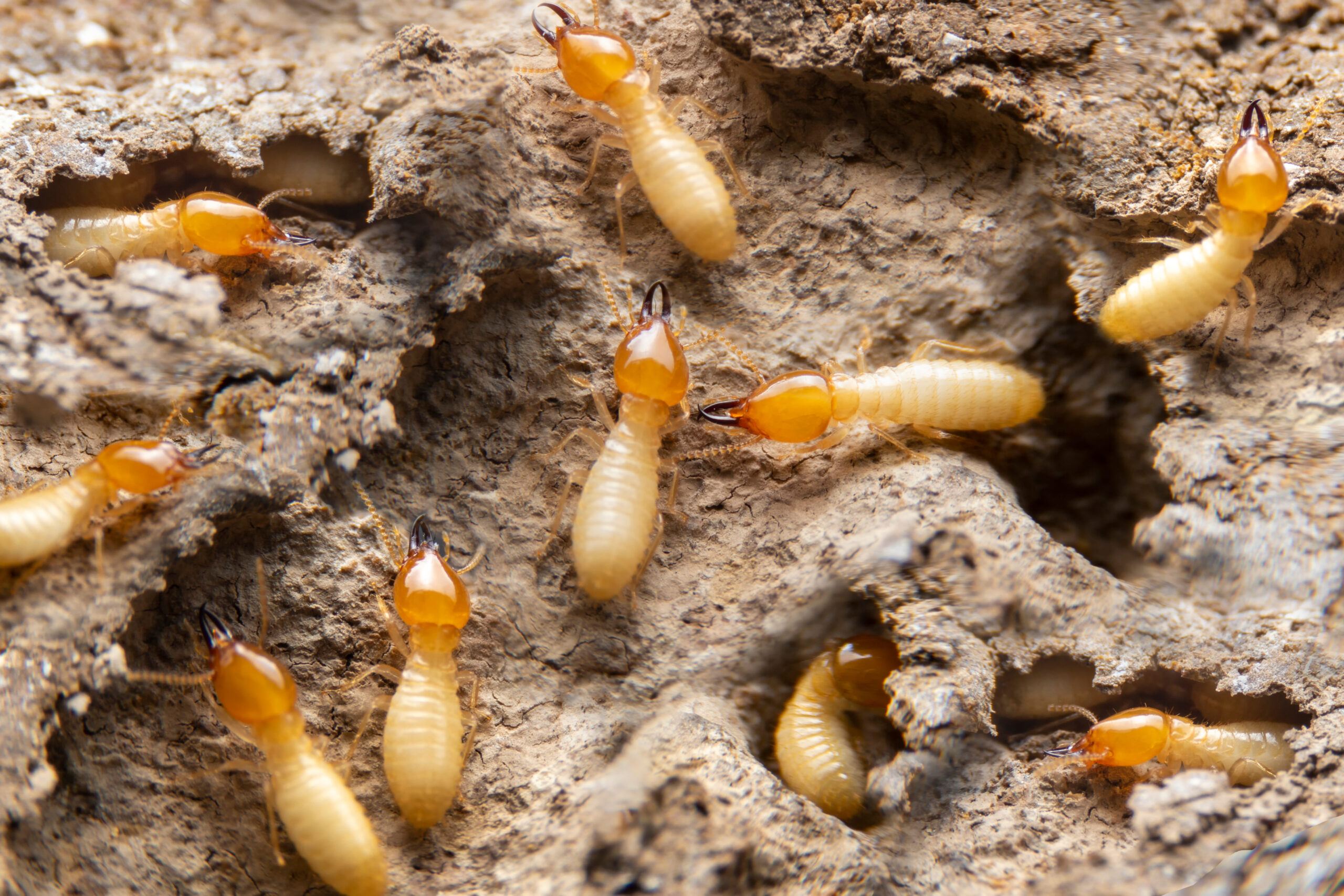 termites