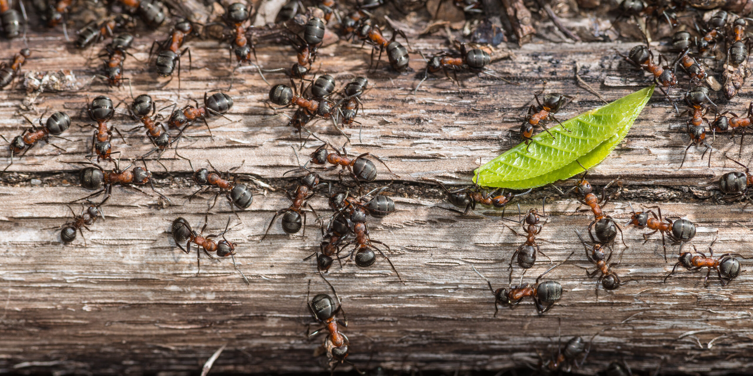 Les fourmis