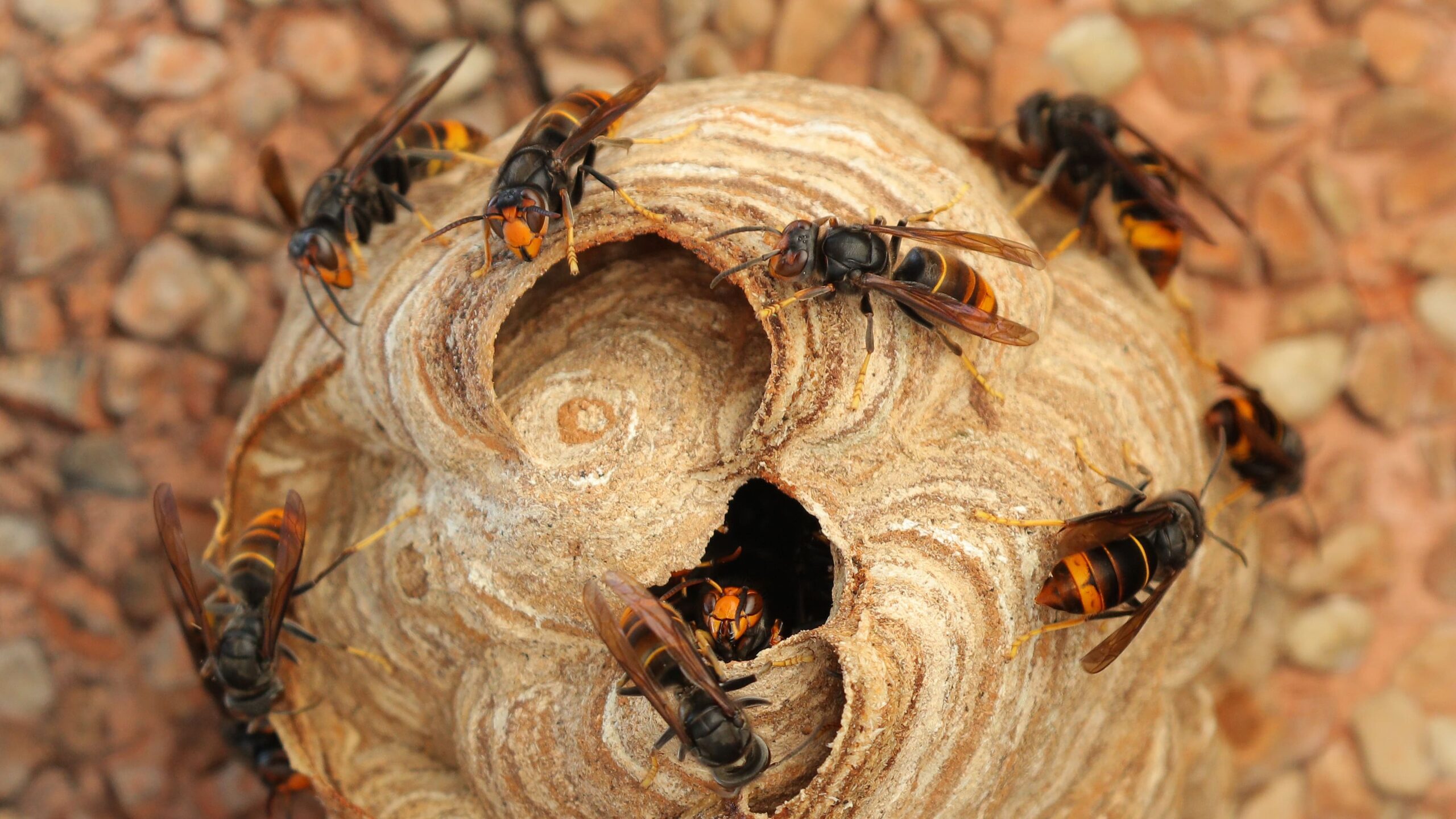 Piqûres d'insectes