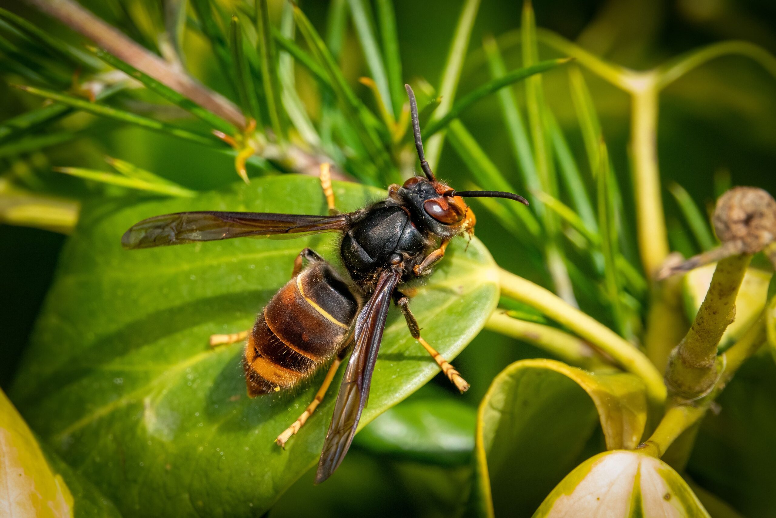 Piqûres d'insectes